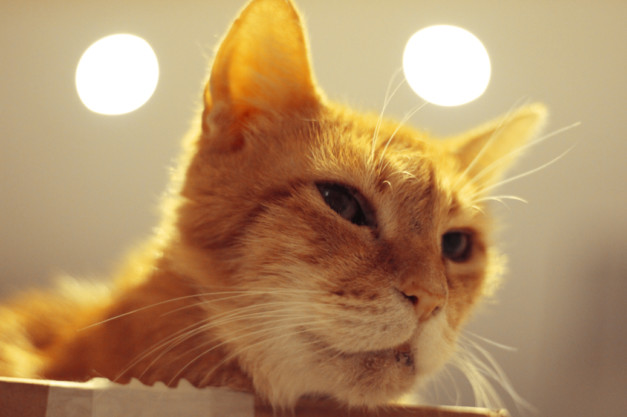 Photographie Animalière – Les chats